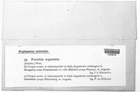 Puccinia argentata image